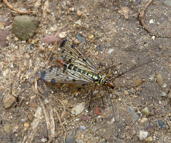 a black and white insect on dirt, surrounded by rocks