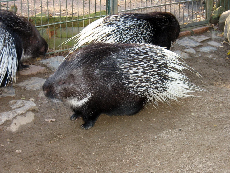 porcupine walking by in a fenced area