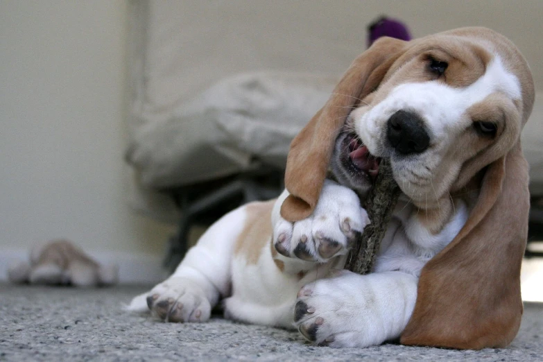 a dog holding a stuffed animal while laying on the floor