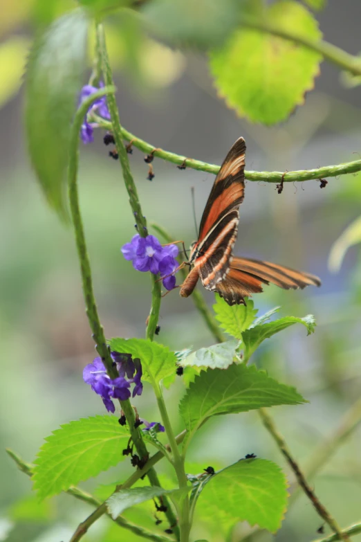 a erfly on a nch with purple flowers and green leaves