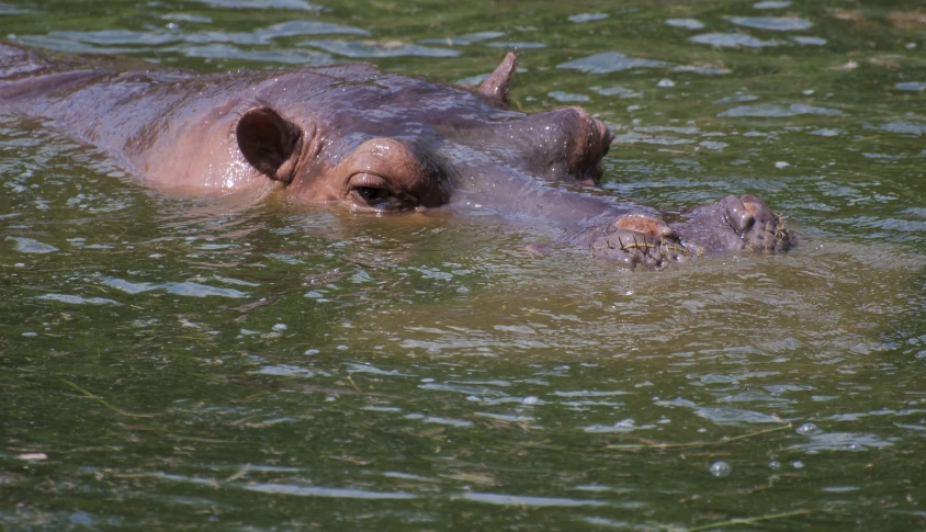a hippopotamus swimming on top of a body of water