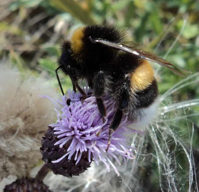 a bum that is sitting on a flower