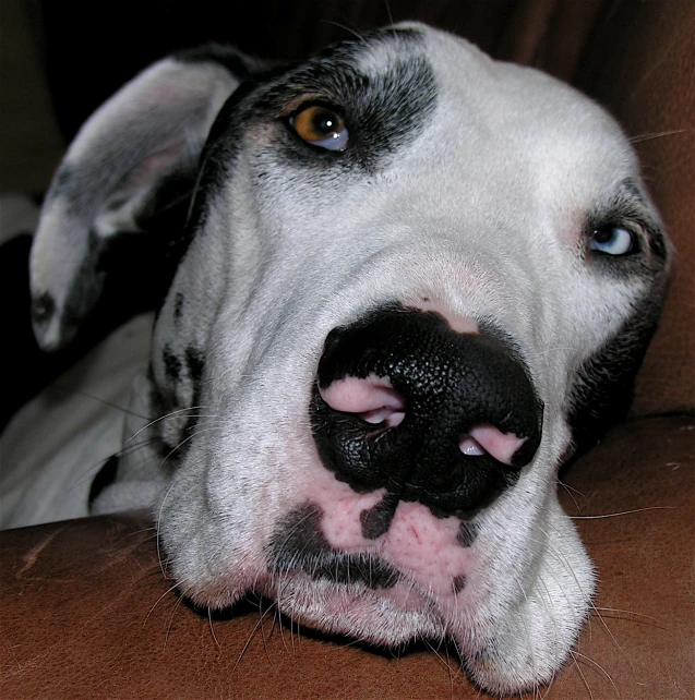 a close up of a dog laying on top of a chair