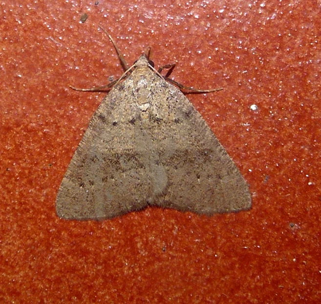 a gray colored moth laying on the red carpet