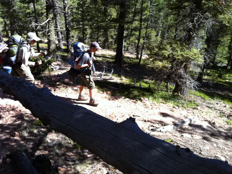 three people are hiking through the woods on a trail