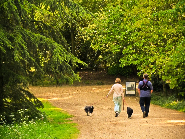 a couple of people walking dogs down a path