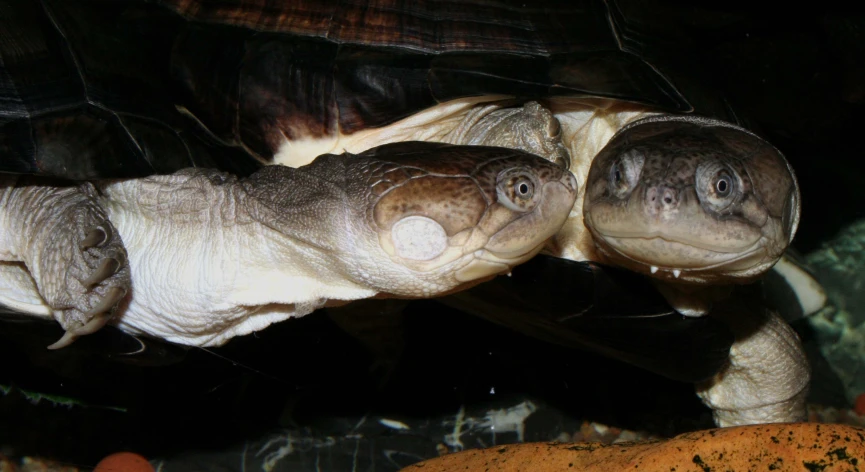 a couple of small turtles looking down at soing