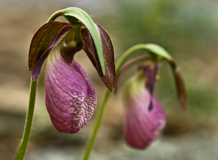 some kind of beautiful flower that is still blooming