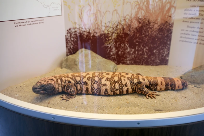 a lizard is laying on the sand near rocks