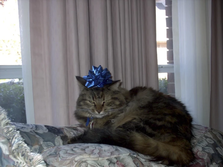 the cat is laying on the bed with a blue bow on it's head