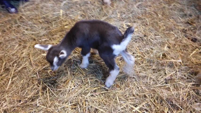 a baby goat standing on a pile of straw