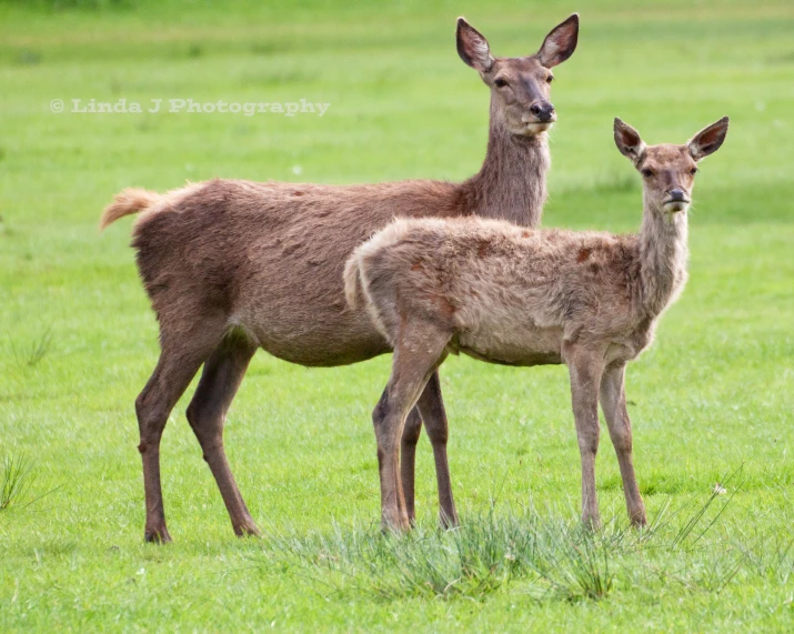 two deer standing in a field, one with its head turned to the side