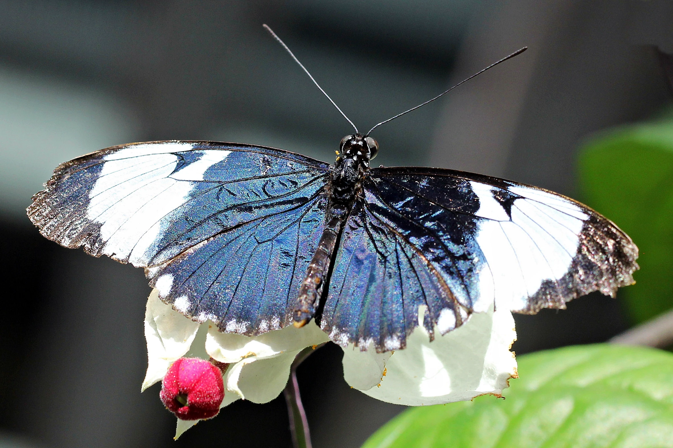 a blue and white erfly resting on a plant