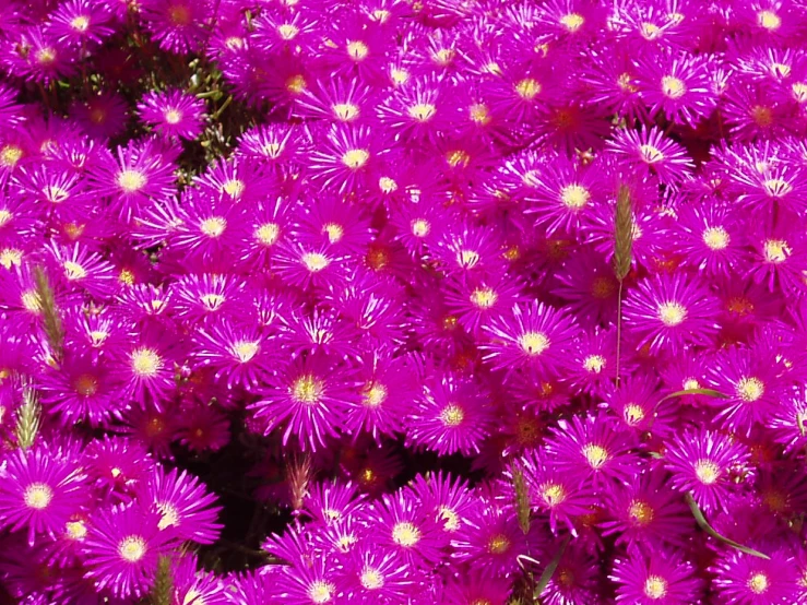 purple flowers with white spots in the middle