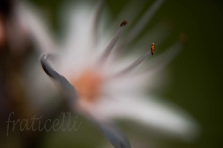 an interesting image of the inside of a flower