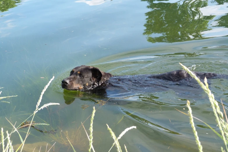 a dog swimming in a pond next to tall grass