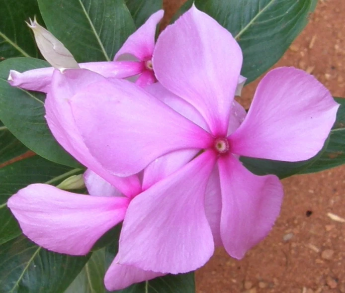 a close up of some pink flowers with green leaves