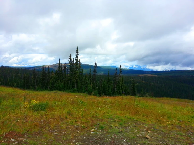 there is a field that is surrounded by tall trees