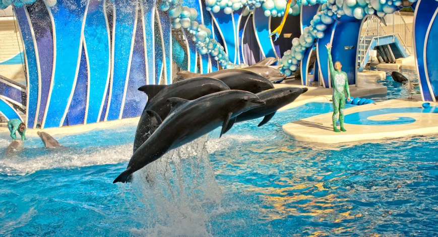 two dolphins are jumping in the air in front of another dolphin