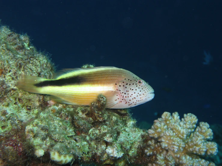 a very colorful fish is swimming on the ocean