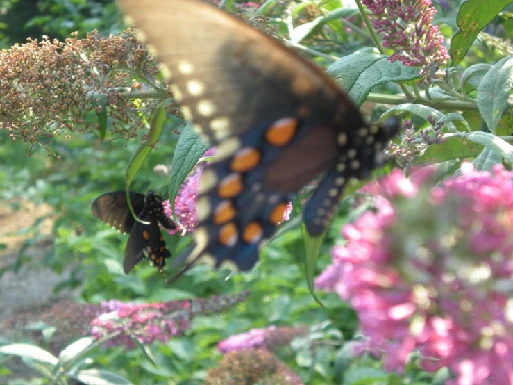 large erflies are standing on the flowers in the garden