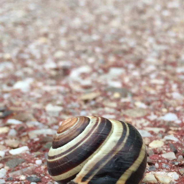 a snail crawling on a gravel ground covered in small rocks