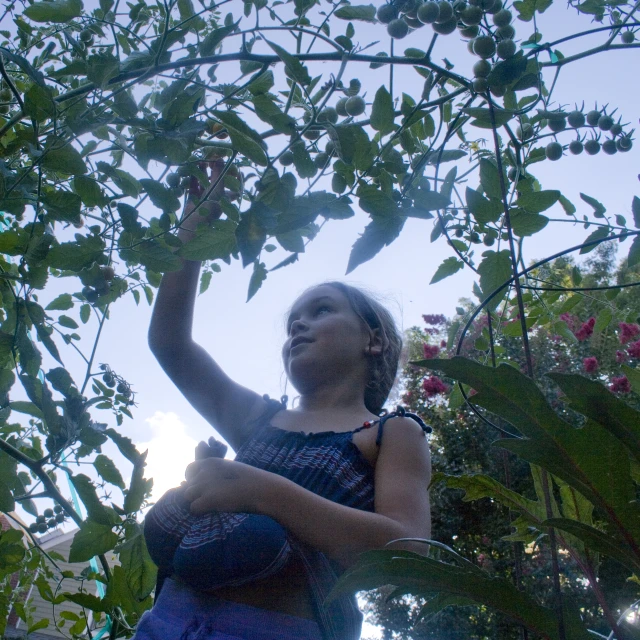 a girl is picking leaves from a tree