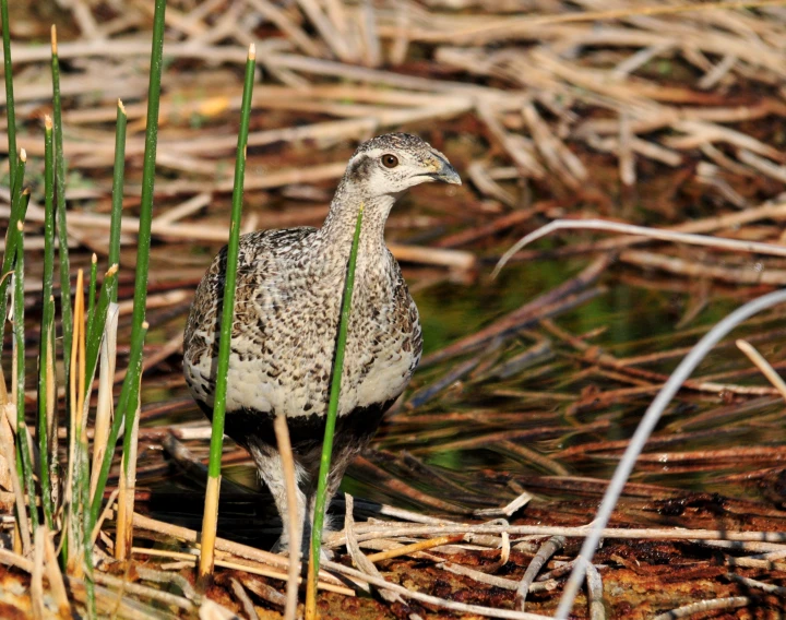 there is a bird standing in the water