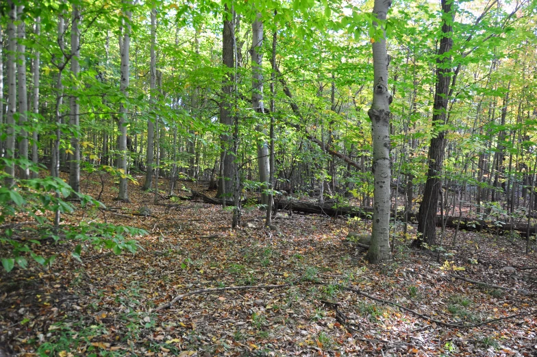 a wooded area with no leaves and a stop sign