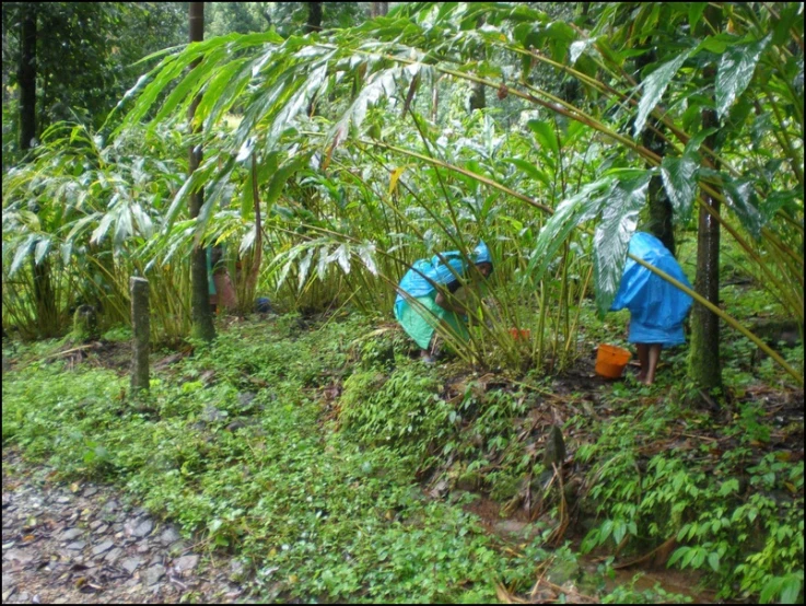 men using two buckets and gardening tools to plant trees