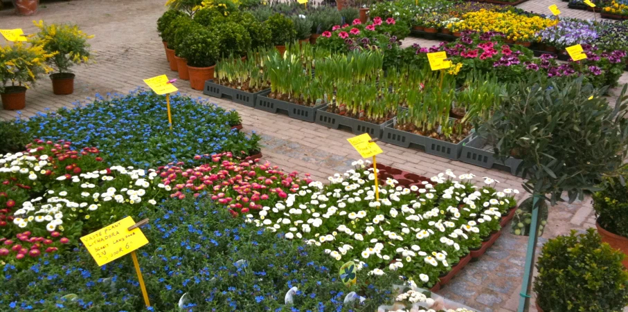 colorful flower beds are displaying yellow and purple flowers