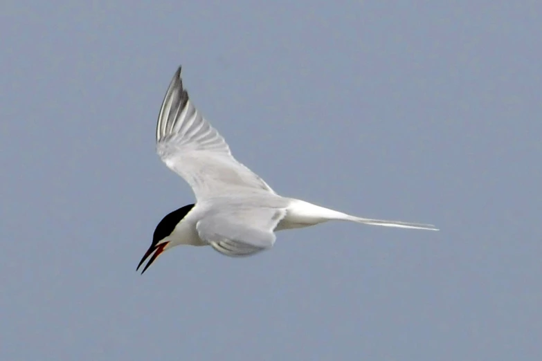 a seagull flying thru a blue sky with its wing spread