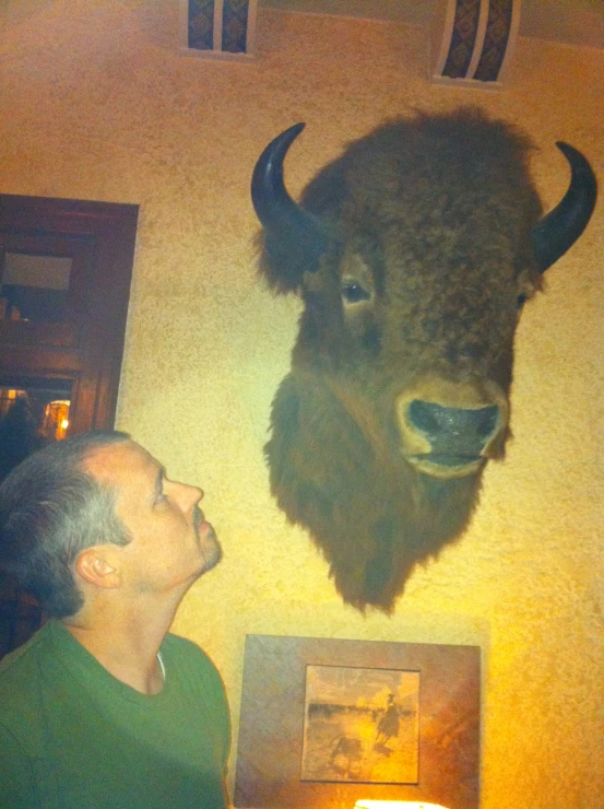 the man is looking at the mounted bison