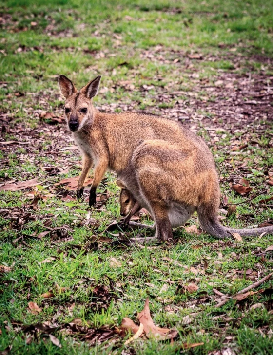 a brown kangaroo standing on top of a green field