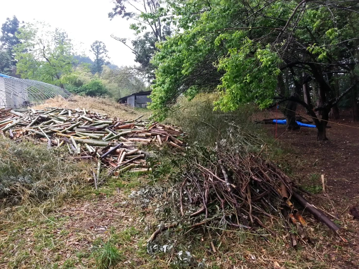 a pile of nches that have fallen into the grass