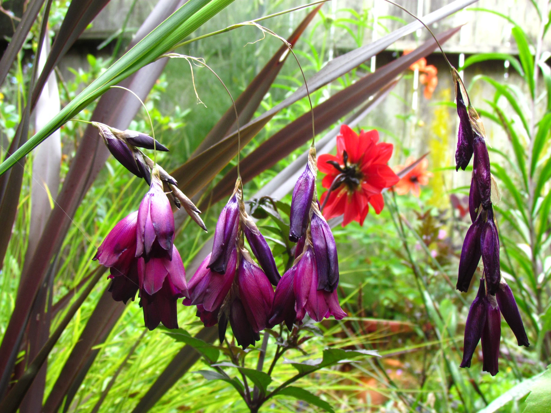 the flowers are hanging on a nch