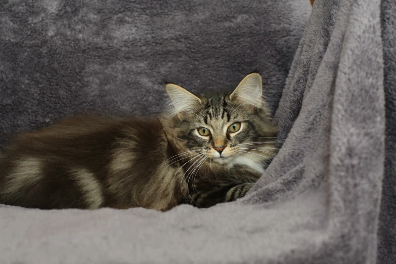 a small cat is laying inside of the curtain