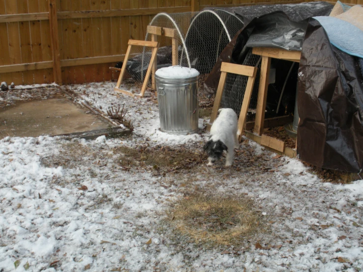 two small dogs standing in the snow by a trash can