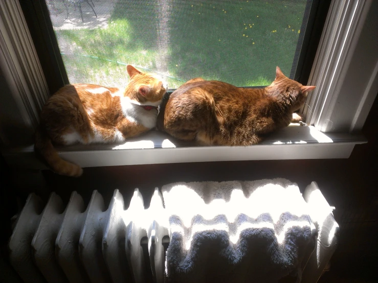 two cats sleeping next to each other in a window sill