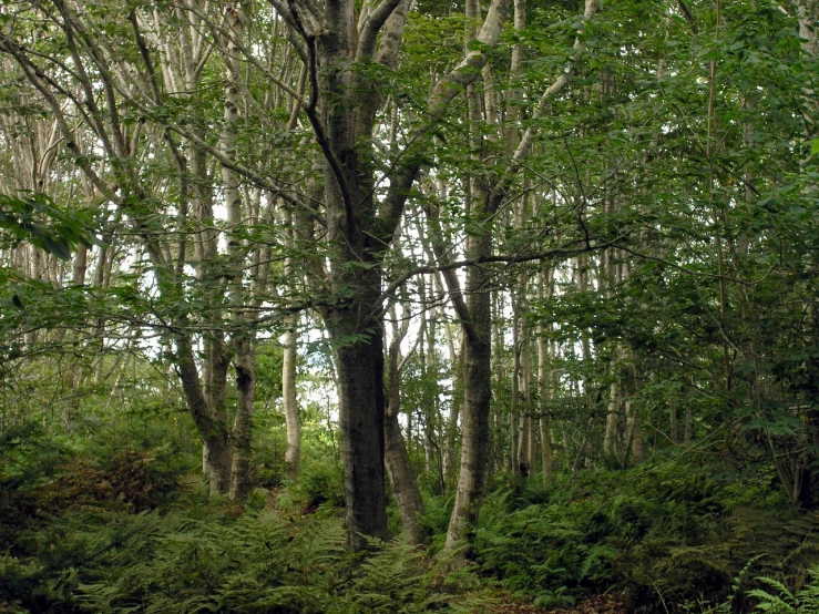 a bench in a green forest with some trees