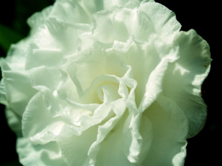 the large white flower is close up on a black background