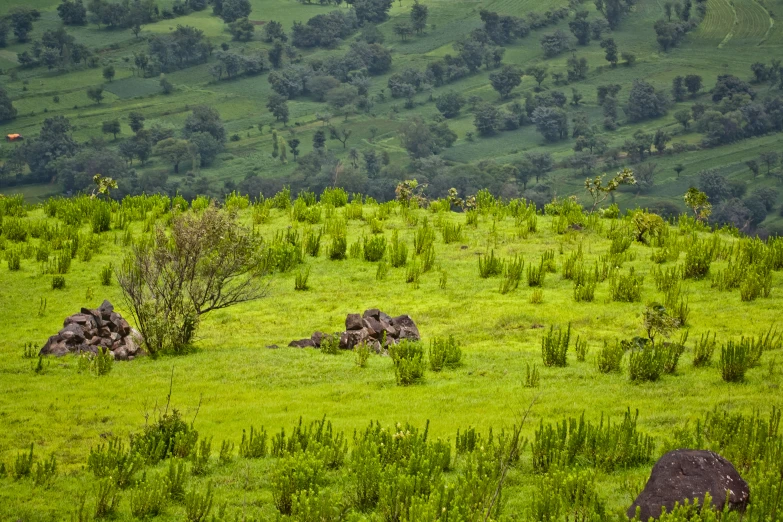 cows grazing in green grass with mountains in the background