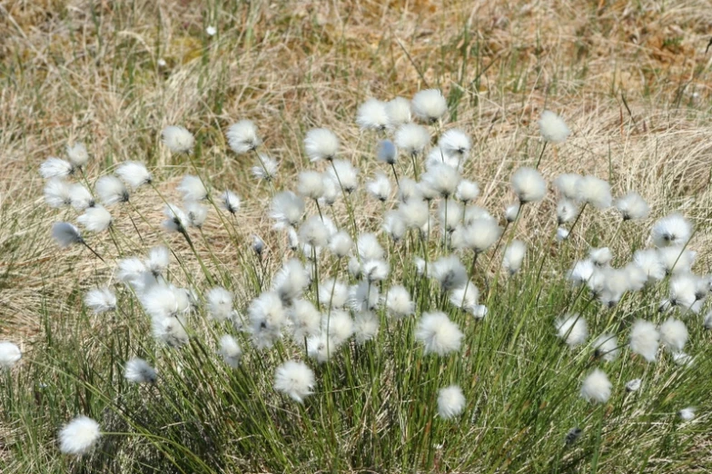 some white plants in a field next to grass