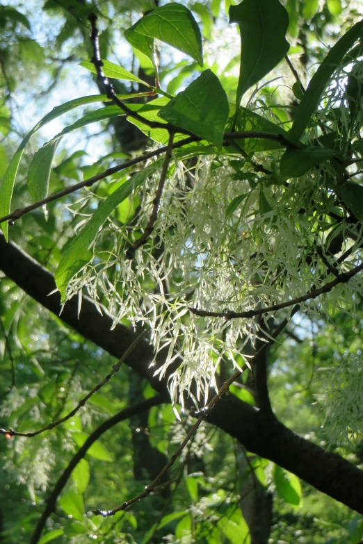 leaves and nches in the sun on a tree