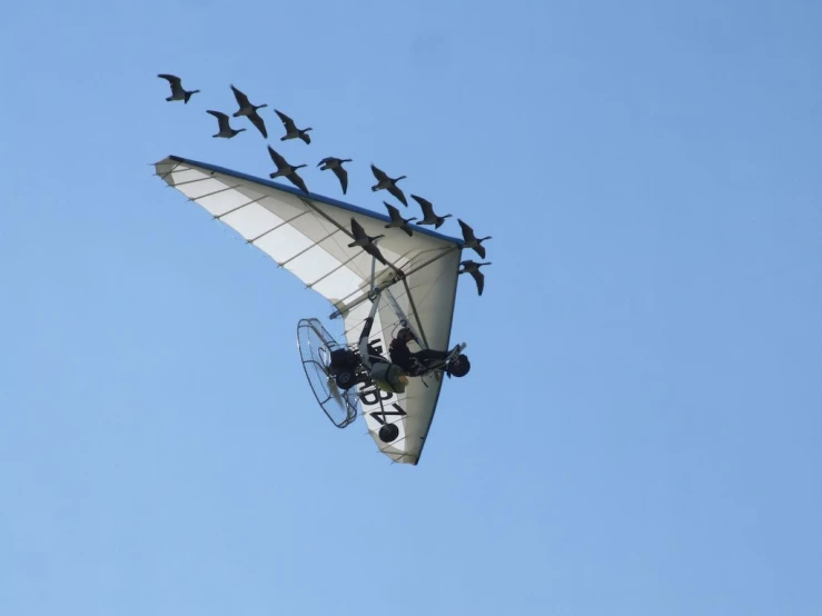 a very large parasail with birds flying over it