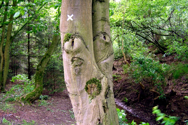 a face in the tree is carved into a log