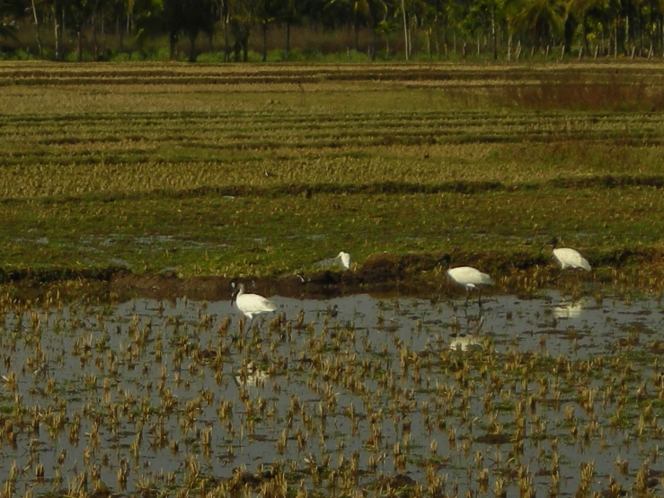 several birds stand in a flooded swampy field