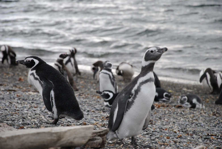 a group of penguins on the beach, in the sea