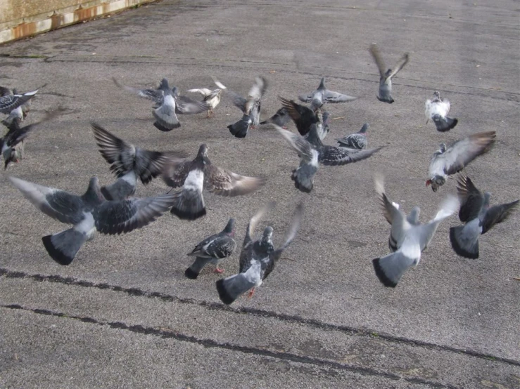 some birds are on the cement and flying around