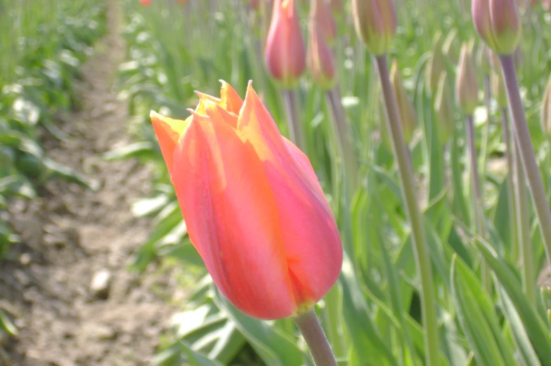 a close up of some flowers in a field